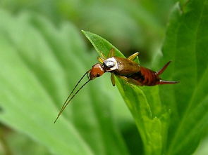 蠼螋是害蟲還是益蟲