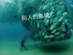 抖音魚塘什么意思