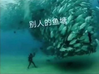 抖音魚塘什么意思