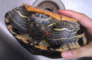 巴西紅耳龜壽命有多長