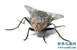 蒼蠅壽命有多長