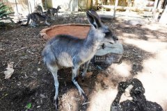 澳大利亞國寶是袋鼠還是考拉