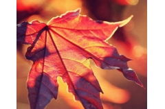 白晶晶和紫霞有什么不同