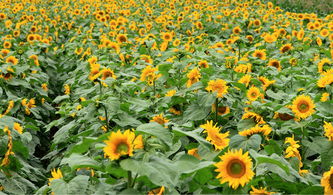 安寧向日葵什么時候開