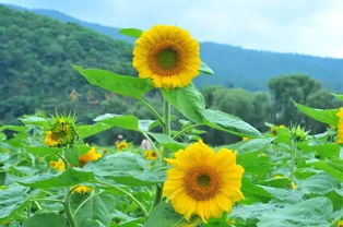 安寧向日葵什么時候開