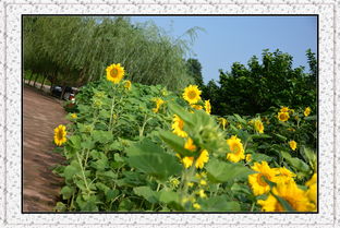 安寧向日葵什么時候開