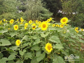 安寧向日葵在什么地方