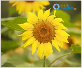 安寧向日葵在什么地方