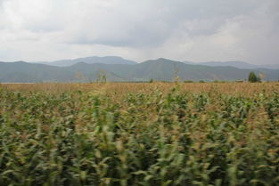 安寧向日葵在什么地方