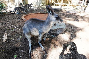 澳大利亞國寶是袋鼠還是考拉