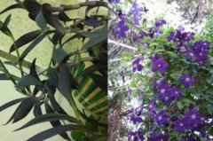 紫羅蘭吊藍怎么養