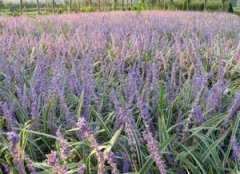 紫羅蘭的原產地是哪里