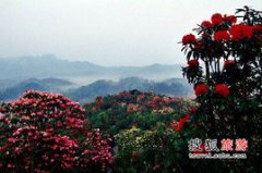 遵義到百里杜鵑有多遠