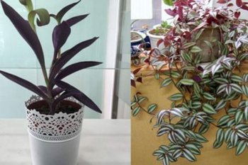 紫羅蘭吊藍怎么養