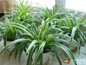 紫羅蘭吊藍怎么養