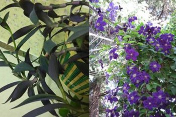 紫羅蘭吊藍怎么養