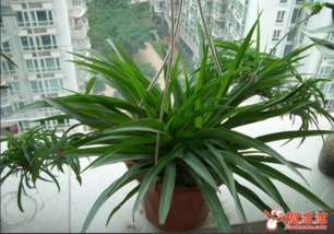 紫羅蘭吊藍怎么養