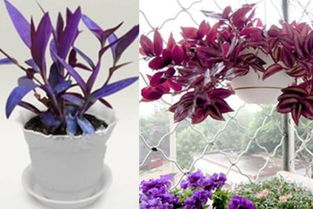 紫羅蘭吊藍怎么養