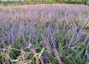 紫羅蘭的原產地是哪里