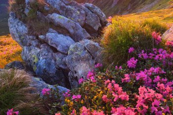 遵義到百里杜鵑有多遠