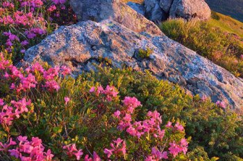 遵義到百里杜鵑有多遠