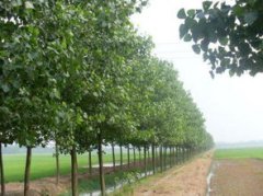 怎么把楊樹快速弄死