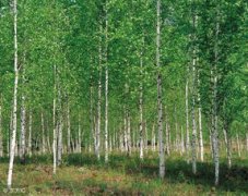 怎樣讓楊樹快速死亡