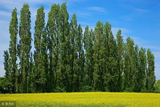 怎么把楊樹快速弄死