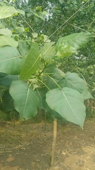 怎么把楊樹快速弄死