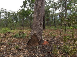 怎么把楊樹快速弄死