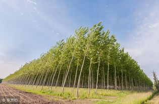 怎樣讓楊樹快速死亡