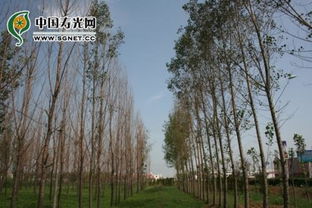 怎樣讓楊樹快速死亡