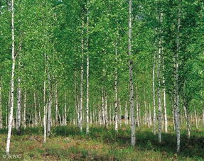 怎樣讓楊樹快速死亡