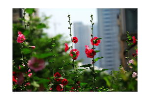 一丈紅是什么刑法