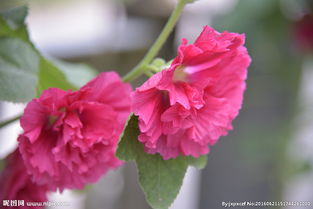 一丈紅是什么刑法