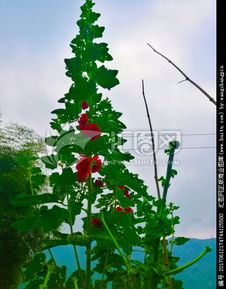 一丈紅是什么刑法