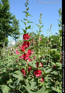 一丈紅是什么刑法