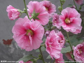 一丈紅是什么刑法