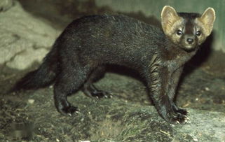 東北三寶是哪三寶