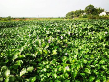 一畝楊樹5年利潤多少