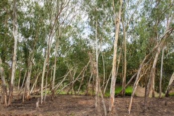 一畝楊樹5年利潤多少