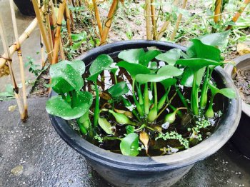 一畝楊樹5年利潤多少