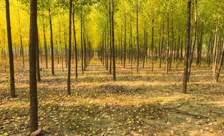 一畝楊樹5年利潤多少