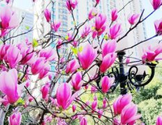 一朵朵白云像什么