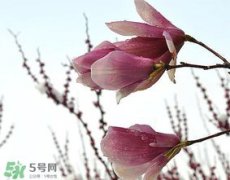 谷雨是春天還是夏天