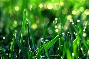 谷雨是什么季節