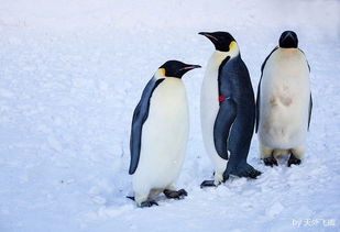 馬達加斯加有企鵝嗎