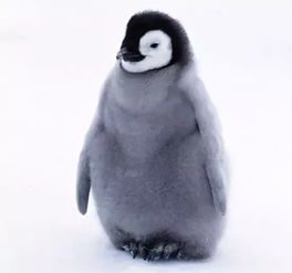 馬達加斯加有企鵝嗎