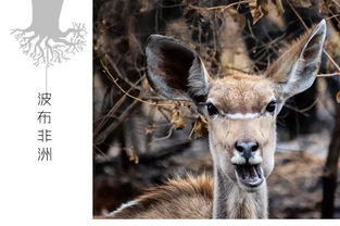 馬達加斯加有企鵝嗎