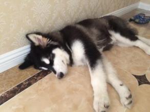 二郎神的狗叫什么名字